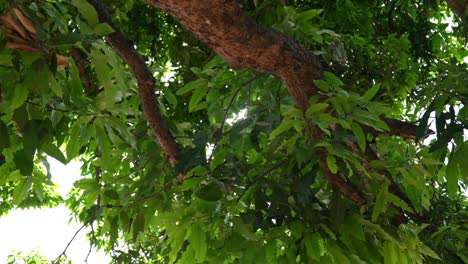 Zeitlupe-Eines-Sonnenstrahls-Hinter-Einem-Baum