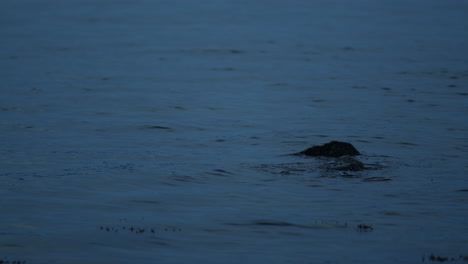 Wasser-Fließt-Um-Felsen-Im-Meer,-Dunkles-Abendlicht,-Zeitlupe