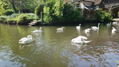 Flock-of-Swans-swimming,-Pulls-ferry-gatehouse,-River-Wensum,-Norwich