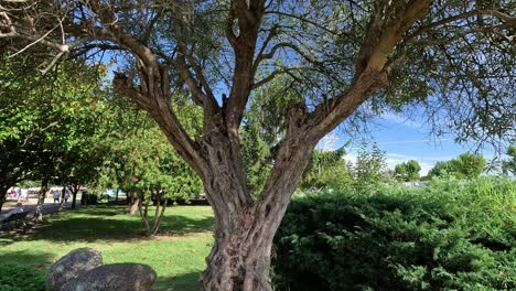 Alter-Olivenbaum-Mit-Rissigem-Und-Verdrehtem-Stamm-Rechtfertigt-Den-Lauf-Der-Zeit-Langsam-Im-öffentlichen-Park,-Verpflanzt-Mit-Traditionellen-Gartentechniken,-Rückstoßschuss