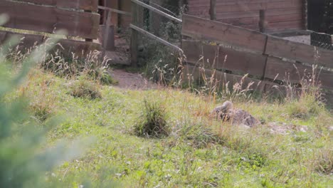 Ostrich-behind-Wooden-fence-in-lush-meadow,-blurred-foreground,-sunlit-natural-scene-with-soft-focus