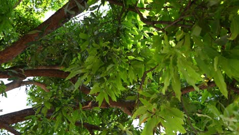 Äste-Und-Blätter-An-Einem-Baum