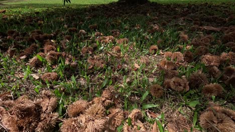 Unter-Den-Obstbäumen-Ist-Der-Boden-Mit-Kastanien-Bedeckt-Und-Ihre-Igel-Behindern-Das-Wachstum-Von-Gras,-Gras,-Beschreibende-Kranaufnahme,-Die-Im-Vordergrund-Herunterkommt