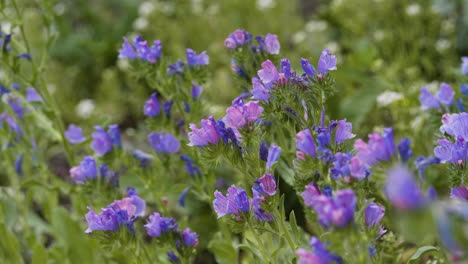 Field-of-Wild-Vipers-Bugloss-or-Blueweed-Flowers,-Close-Up