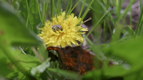 Yellow-dandelion-with-flower-bug-at-a-spring-sunny-day