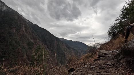 Mulas-De-Embalaje-Que-Transportan-Mercancías-En-La-Ruta-De-Senderismo-Lang-Tang-Trek