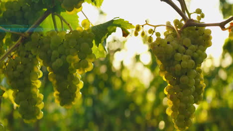 Slow-rise-and-fall-with-sparkling-sunlight-flare-behind-green-bunch-of-grapes