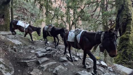 Packesel-Transportieren-Güter-Auf-Der-Trekkingroute-Lang-Tang-Trek