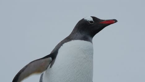 Cerca-De-Pingüino-Papúa-En-La-Antártida