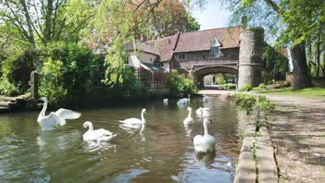 Flock-of-Swans-swimming,-Pulls-ferry-gatehouse,-River-Wensum,-Norwich