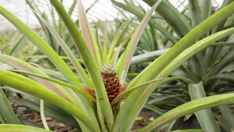 Close-up-shot-of-small-pineapple-in-greenhouse-from-a-famous-pineapple-plantation-in-the-Azores
