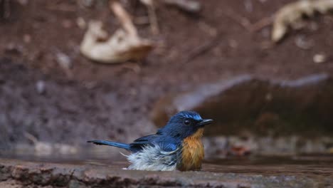 Taking-an-afternoon-bath-deep-in-the-forest-while-chirping-and-shaking-its-body-in-the-water-as-the-camera-zooms-in,-Indochinese-Blue-Flycatcher-Cyornis-sumatrensis,-Thailand