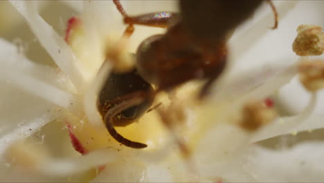 Hormiga-Macro-Extrema-En-La-Naturaleza-Comiendo-Néctar-De-Flor-Blanca