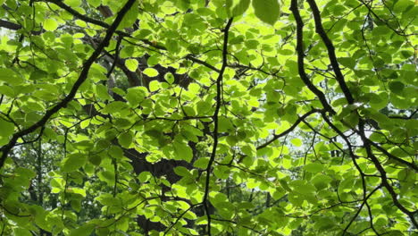 La-Luz-Del-Sol-Ilumina-Las-Exuberantes-Hojas-Verdes-De-Los-árboles-De-Haya-Que-Se-Balancean-Suavemente-Con-La-Brisa,-Worcestershire,-Inglaterra.