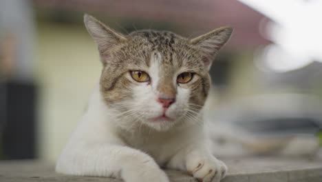 Gato-Asiático-Relajado-Mirando-La-Cámara-En-Un-Día-Soleado