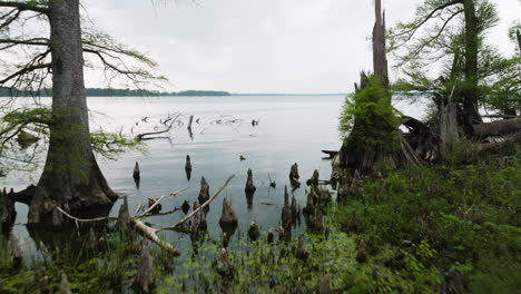 Verdant-wetland-on-Reelfoot-Lake,-Tennessee-with-stark-tree-stumps-and-lush-greenery,-overcast-sky