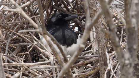 Nahaufnahme-Eines-Elstervogels,-Der-In-Einem-Laubbaumnest-Aus-Zweigen-Sitzt,-Sonniger-Tag