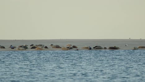 Focas-Descansando-En-Un-Banco-De-Arena-En-El-Mar-Del-Norte-Durante-La-Puesta-De-Sol