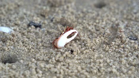 A-male-sand-fiddler-crab-with-mismatched-claws,-foraging-and-sipping-minerals-from-the-tidal-flat,-consuming-micronutrients-and-forming-small-sand-pellets,-close-up-shot