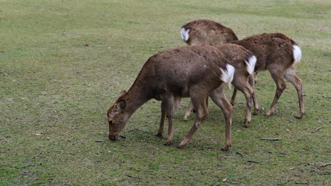 Vier-Rehe-Grasen-Auf-Der-Wiese-Im-Park