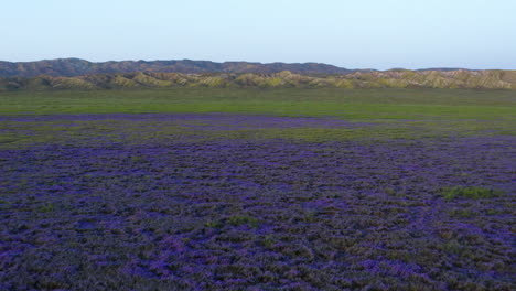 Las-Flores-Moradas-Arroyo-Lupino,-Carrizo-Plains,-California,-Soda-Lake