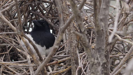 Close-up-flat-light-Magpie-bird-sits-in-nest-of-twigs-in-Poplar-tree