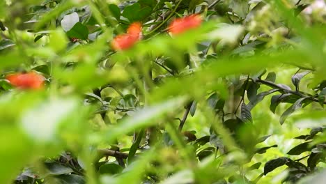 Kleiner-Vogel-Auf-Nahrungssuche-Zwischen-Grünen-Blättern,-Nahaufnahme-Mit-Unscharfem-Vordergrund