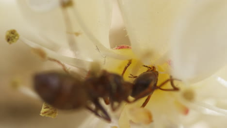 Formica-ant-eating-nectar-on-Photinia-×-fraseri,-Red-Tip-Photinia,-flower-macro-closeup