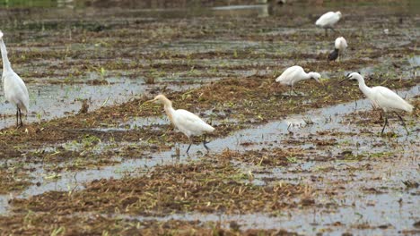 A-great-egret-gracefully-strides-across-the-agricultural-landscape,-wading-and-foraging-for-fallen-crops-and-insect-preys-on-the-harvested-paddy-fields