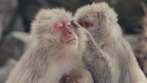Japanese-Snow-Monkeys-Grooming-While-Feeding