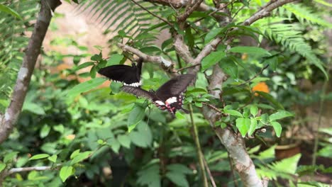 Two-butterflies-in-flight-together-on-top-of-the-leaf