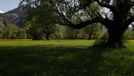 Slider-Shot-Of-Huge-Green-Tree-In-Large-Field-Weesen-Mountain,-St