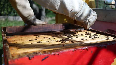 Apicultor-Que-Utiliza-Una-Jeringa-De-ácido-Oxálico-En-Las-Abejas-Entre-Los-Marcos-Como-Acaricida-Para-Las-Abejas-Melíferas.