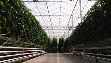 Endless-line-of-tomato-plants-in-modern-industrial-greenhouse,-dolly-forward-view