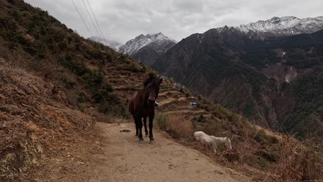 Braunes-Pferd-Steht-Auf-Wanderweg-Und-Schaut-In-Die-Kamera