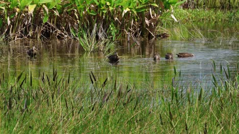 Patos-Relajándose-En-El-Pantano