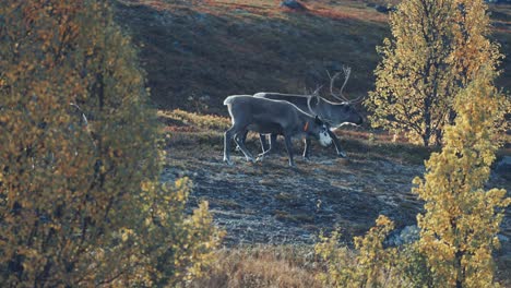 Two-reindeer-wander-grazing-through-the-autumn-forest