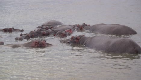 Familia-De-Hipopótamos-En-St