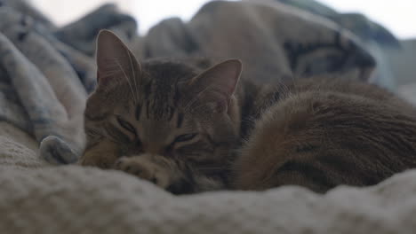 Un-Lindo-Gato-Atigrado-Somnoliento-Cierra-Los-Ojos-Y-Se-Va-A-Dormir