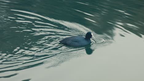Eurasian-Coot-Swimming-And-Eating-On-The-Water