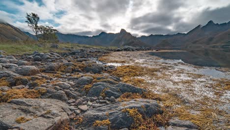 Felsiges-Fjordufer-Und-Freiliegende-Sandbank,-Bedeckt-Mit-Seegras-Und-Kelp