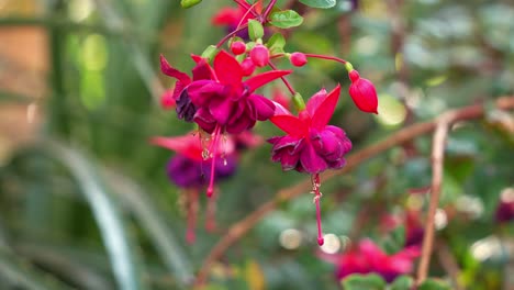 Rack-focus-pulling-shot-of-beautiful-vibrant-pink-fuchsia-flowering-plants-blooming-in-the-botanical-garden