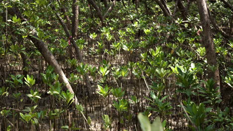 Plántulas-De-Manglares-Que-Crecen-En-El-Sotobosque-De-Un-Bosque-Estuarino-En-Una-Zona-Costera-Del-Sudeste-Asiático