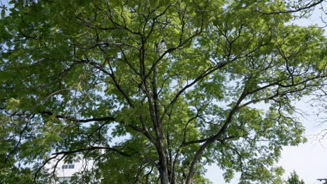 Copa-De-Los-árboles-En-época-Del-Año-Con-Follaje-Verde-Intenso