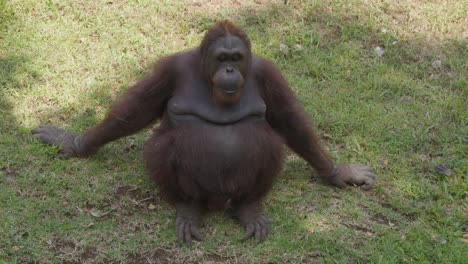 Un-Orangután-Hembra-Adulta-Sentado-En-La-Hierba-Y-Lanzando-Una-Hoja-Hacia-La-Cámara