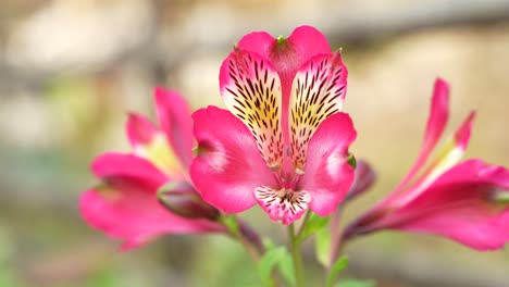 Las-Orquídeas-Florecieron-En-Las-Zonas-Montañosas.