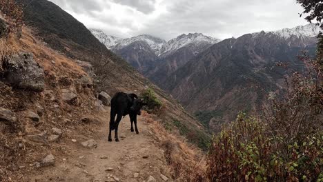 Un-Yak-Negro-Joven-Parado-En-Una-Ruta-De-Senderismo-Frente-A-Las-Montañas