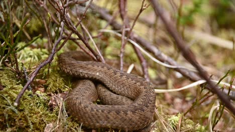 Gemeinsame-Europäische-Viper-Auf-Moos-Zusammengerollt,-Langsam-Gleitet-Weg-Von-Der-Kamera