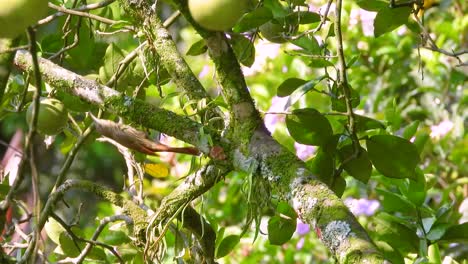 Vogel-Trabt-Um-Ast-Herum-Und-Sucht-Nahrung-Im-Kolumbianischen-Regenwald