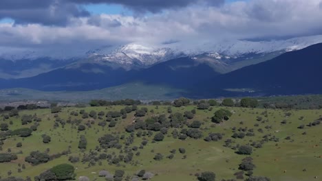 Seitlicher-Flug-Mit-Einer-Drohne,-Die-Einen-Hügel-Visualisiert,-Vieh-Erscheint-Und-Dahinter-Die-Gredos-Berge-Mit-Schneebedeckten-Gipfeln-Und-Hakenwolken,-Die-Einen-Parallaxeffekt-Erzeugen,-Tietar-Tal,-Avila,-Spanien